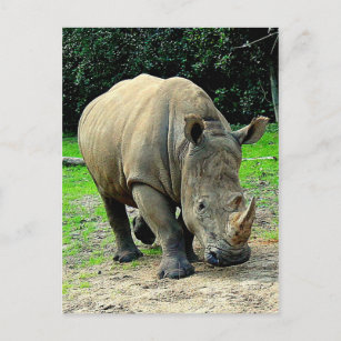 Carte postale Rhinoceros