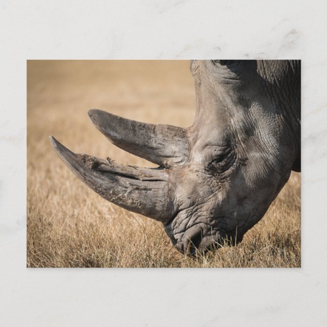 Carte Postale Rhinoceros (Devant)