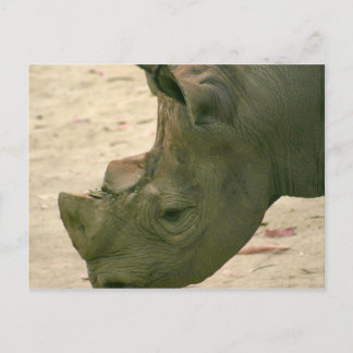 Carte Postale Rhinocéros