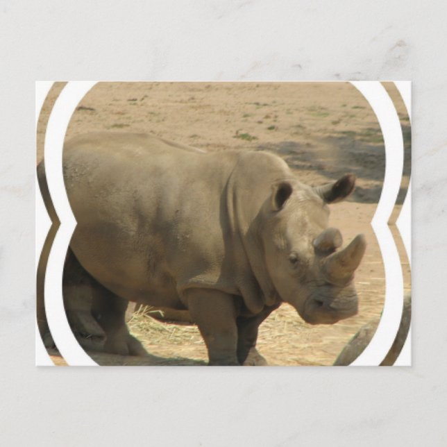 Carte postale Rhinoceros (Devant)