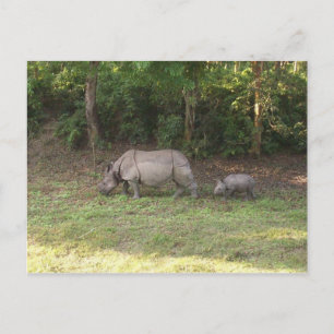 Carte Postale rhinocéros à une corne Parc national de Chitwan Né