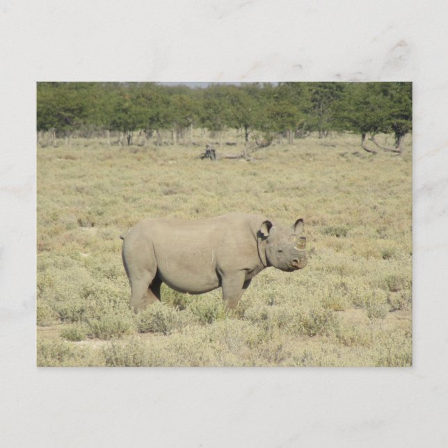 Carte Postale rhinocéros d'Etosha (Devant)