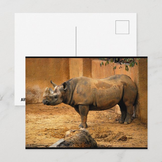 Carte Postale Rhinocéros Dos Au Mur (Devant / Derrière)