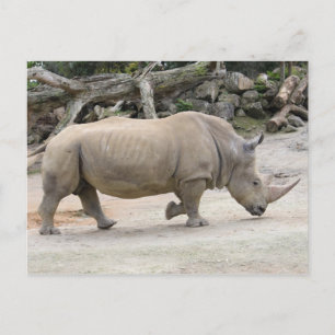 Carte Postale Rhinoceros en course @ Auckland Zoo