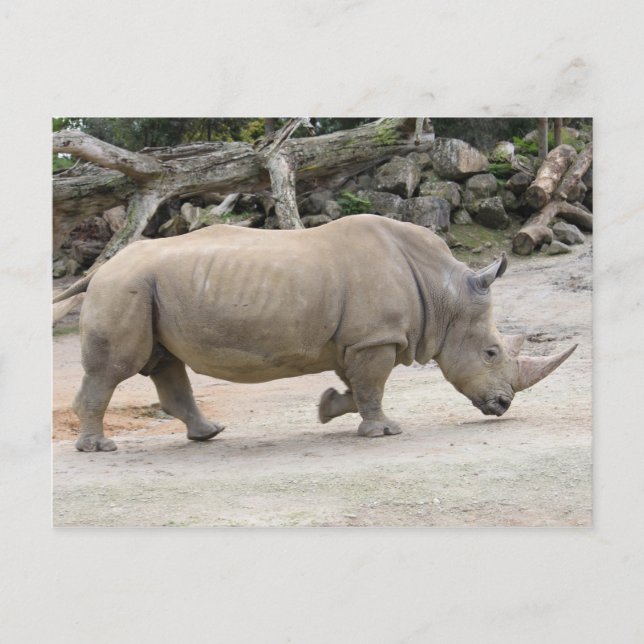 Carte Postale Rhinoceros en course @ Auckland Zoo (Devant)