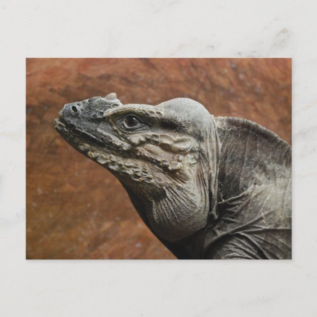 Carte Postale Rhinoceros Iguana (Devant)