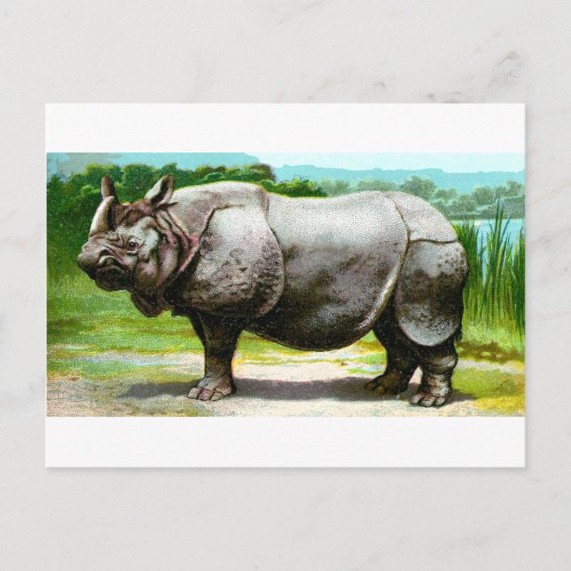 Carte Postale Rhinoceros indien (Devant)