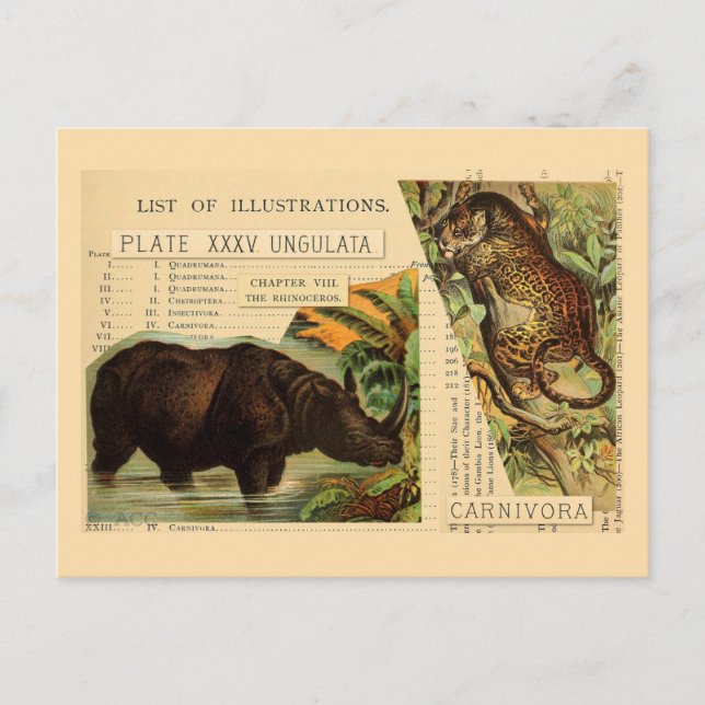 Carte Postale Rhinoceros Jaguar Illustrations d'animaux (Devant)