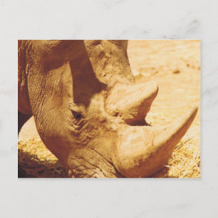Carte Postale Rhinoceros Love