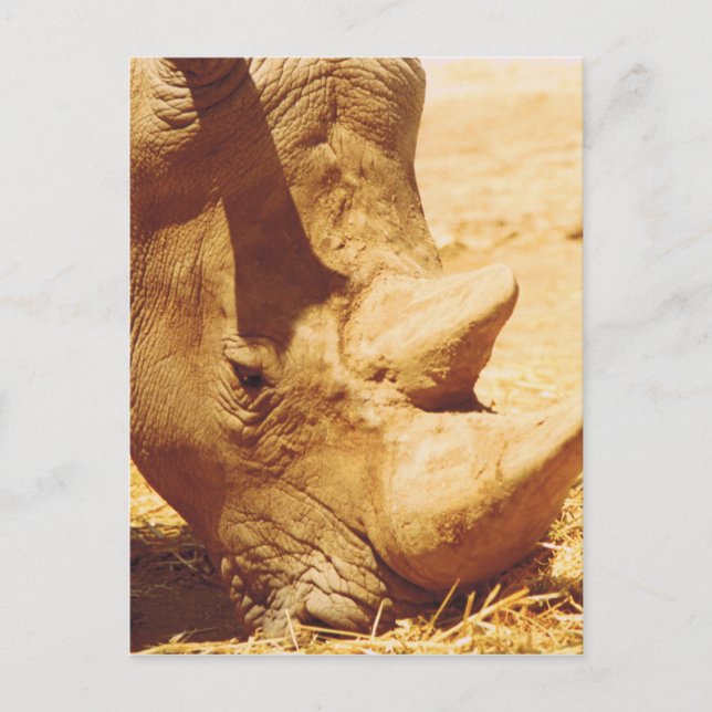 Carte Postale Rhinoceros Love (Devant)