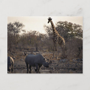 Carte Postale rhinocéros maternels et jeunes rhinocéros dans un