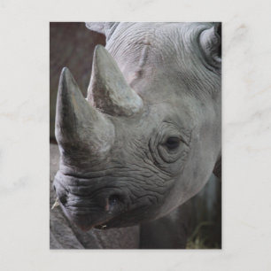Carte Postale Rhinoceros noir