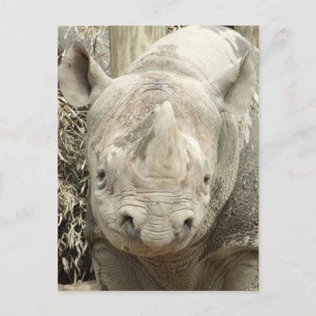 Carte postale Rhinoceros noir (Devant)