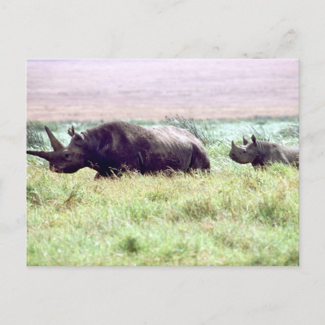 Carte Postale Rhinocéros noir femelle et veau sur Serengeti (Devant)