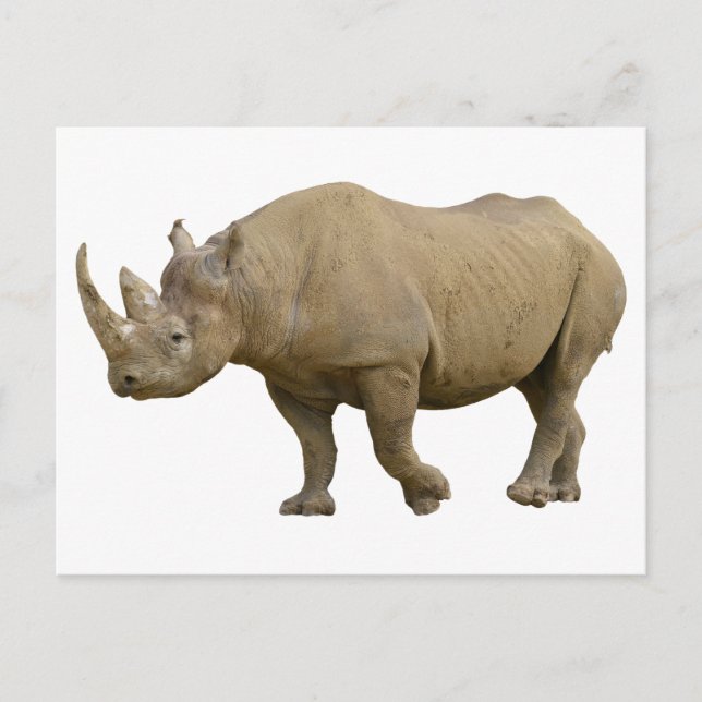 Carte Postale Rhinocéros noir isolé (Devant)