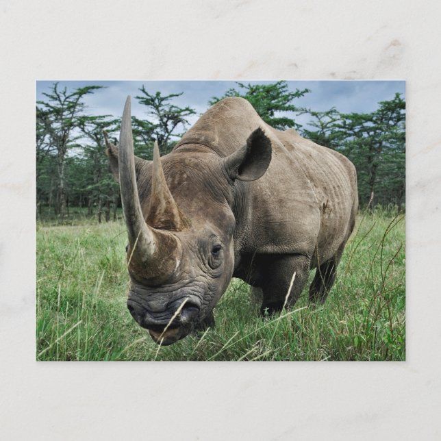 Carte Postale Rhinocéros noir | Kenya (Devant)