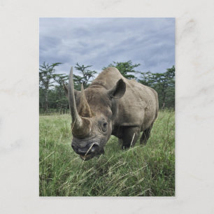 Carte Postale Rhinoceros noirs, Diceros bicornis, Kenya