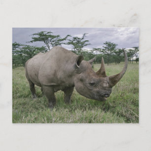 Carte Postale Rhinoceros noirs, Diceros bicornis, Kenya 2