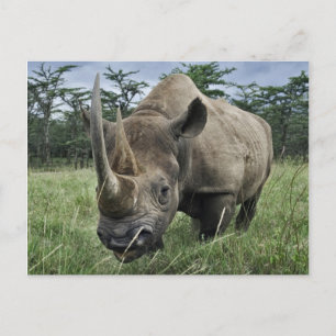 Carte Postale Rhinoceros noirs   Kenya