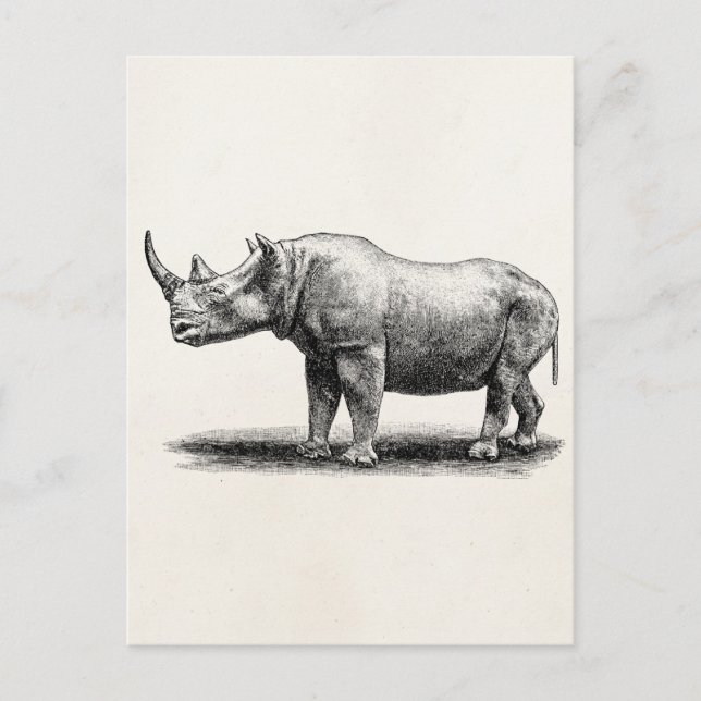 Carte Postale Rhinoceros vintage Illustration Rhino Rhinos (Devant)