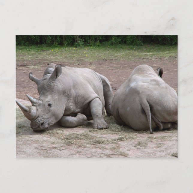 Carte Postale Rhinos (Devant)