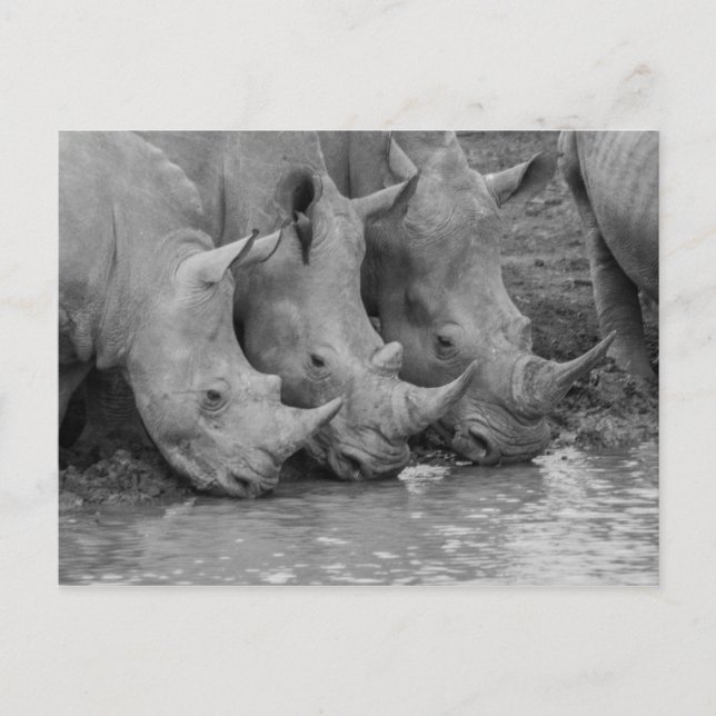 Carte postale Rhinos (Devant)