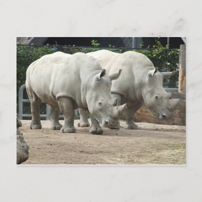Carte Postale Rhinos blancs du Nord menacés (Devant)