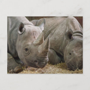 Carte postale Rhinos dormant