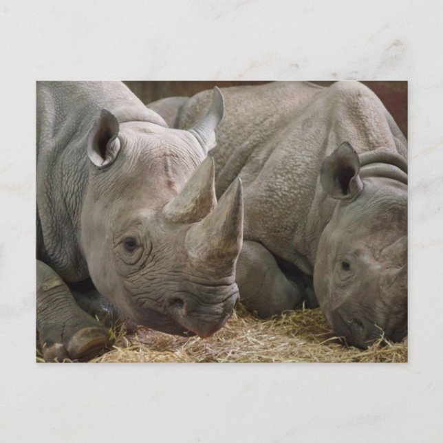 Carte postale Rhinos dormant (Devant)
