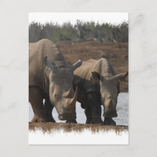 Carte postale Rhinos noir