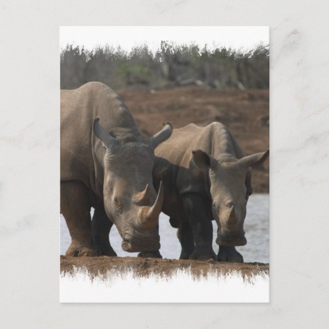 Carte postale Rhinos noir (Devant)