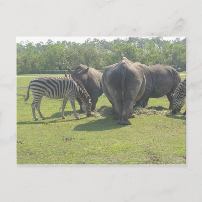 Carte Postale Rhinos & Zebra Chowing Down (Devant)