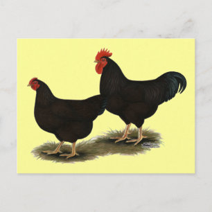 Carte Postale Rhode Island Red Bantams