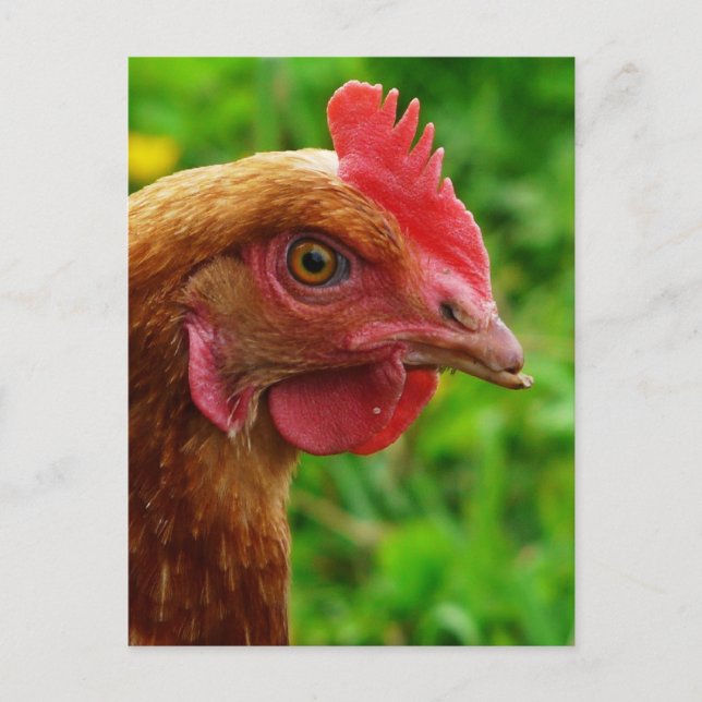 Carte Postale Rhode Island Red Hen (Devant)
