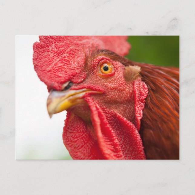 Carte Postale Rhode Island Red Rooster (Devant)