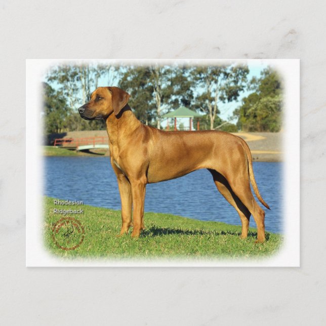 Carte Postale Rhodesian Ridgeback (Devant)