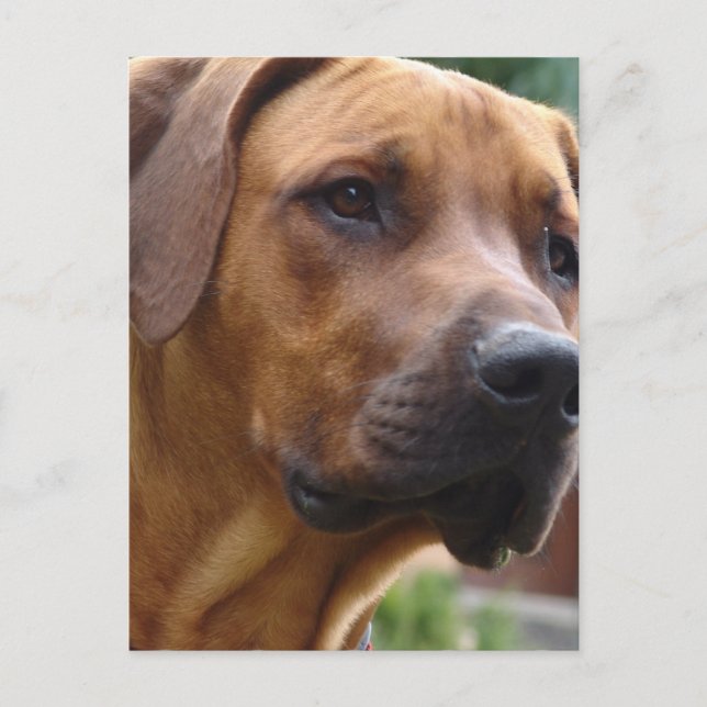 Carte postale Rhodesian Ridgeback (Devant)