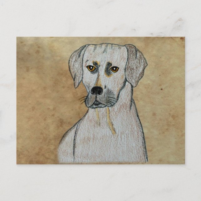 Carte Postale Rhodesian Ridgeback (Devant)