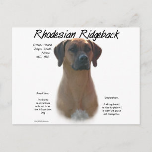 Carte Postale Rhodesian Ridgeback Historique Design