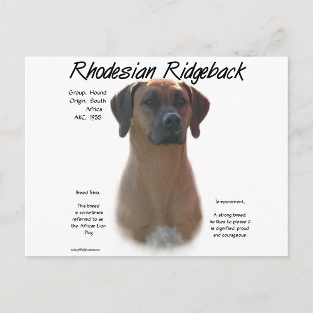 Carte Postale Rhodesian Ridgeback Historique Design (Devant)