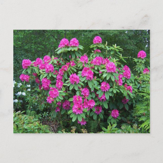 Carte Postale Rhododendron (Devant)