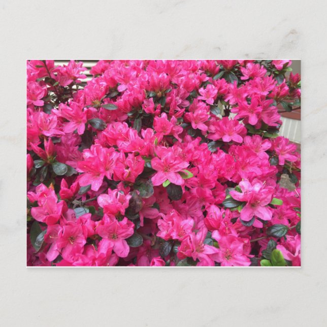 Carte Postale rhododendron (Devant)