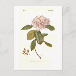 Carte Postale Rhododendron carolinianum