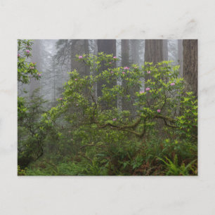Carte Postale Rhododendron dans le parc national Redwood en Cali