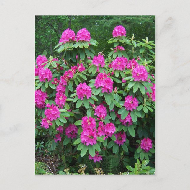 Carte Postale Rhododendron de forêt (Devant)