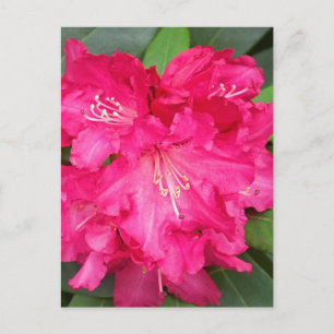 Carte Postale Rhododendron En Rose