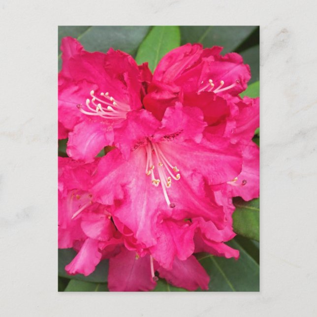 Carte Postale Rhododendron En Rose (Devant)