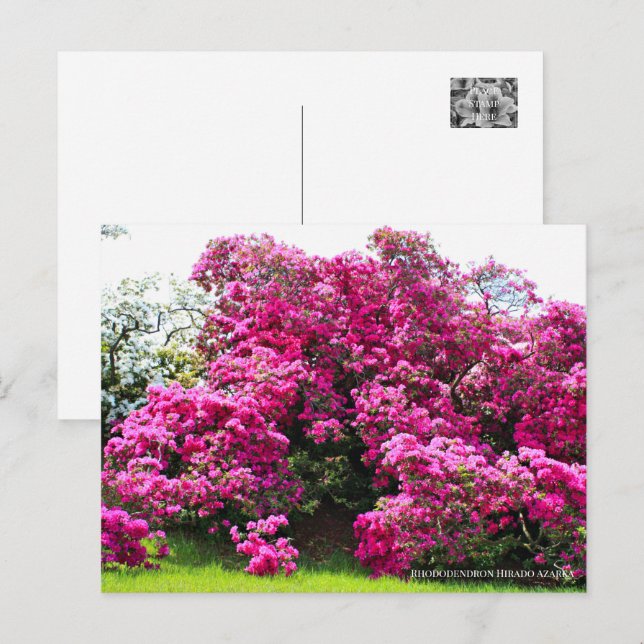 Carte Postale Rhododendron Hirado Azarea (Devant / Derrière)