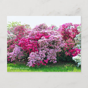 Carte Postale Rhododendron : Hirado-Tsutsuji [Carte postale]