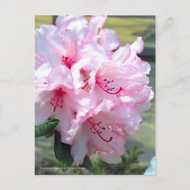 Carte Postale Rhododendron 'Hydon Down' [Carte postale] (Devant)